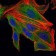 IL1B Primary Antibody MP30282 [M3A6]