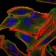 RSK2 Primary Antibody MP30286 [M4E10]