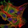 MBP Primary Antibody MP30288 [M2H9]