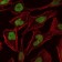 MCM2 Primary Antibody MP30289 [M1E7]