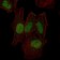 MAP2K7 Primary Antibody MP30291 [M4E5]