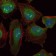 SKP1 Primary Antibody MP30294 [M4E11]