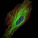 TUBA8 Primary Antibody MP30301 [M2D6]