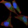 LPlunc1 Primary Antibody MP30302 [M2A5]