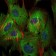 BIRC5 Primary Antibody MP30303 [M1H5]