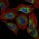PPP2R4 Primary Antibody MP30308 [M4D9]