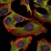 NEFL Primary Antibody MP30310 [M1H3]