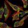 NEFL Primary Antibody MP30313 [M2G10]