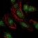 NEDD8 Primary Antibody [M5B8]