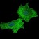 ASS1 Primary Antibody MP30318 [M2B10]