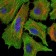 FAS Primary Antibody MP30326 [M4F8H6]