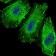FOXO1 Primary Antibody MP30327 [M3B6]
