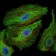 PBK Primary Antibody MP30329 [M2C8]