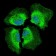 PIK3CA Primary Antibody MP30334 [M4F3]