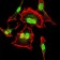 CDK2 Primary Antibody MP30341 [M1A6]