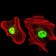 RPA1 Primary Antibody MP30348 [M4C4]