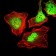 CK5 Primary Antibody MP30349 [M2C2]