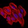 CCL2 Primary Antibody MP30351 [M2D8]