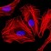 CEBPA Primary Antibody MP30353 [M5B7]