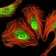 CEBPA Primary Antibody MP30353 [M5B7]