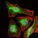 mouse Lplunc1 Primary Antibody MP30364 [M4H2]