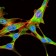 EIF4B Primary Antibody MP30365 [M1F5]