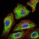 GPC3 Primary Antibody MP30372 [M9C2]