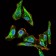 MELK Primary Antibody MP30374 [M2G2]