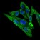 ARHGDIA Primary Antibody MP30387 [M2G3]