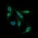 INCENP Primary Antibody MP30388 [M3D2]