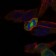 PLK1 Primary Antibody MP30393 [M1D1]