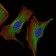 IGF2 Primary Antibody MP30399 [M8H1]
