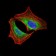 PIK3R1 Primary Antibody MP30402 [M6G10]