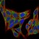 PIK3R1 Primary Antibody MP30402 [M6G10]