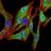 SPIB Primary Antibody MP30404 [M4G5]