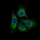 TWF1 Primary Antibody MP30407 [M7C11]