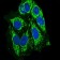 PTPN11 Primary Antibody MP30409 [M6D9]