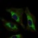 STAT5A Primary Antibody MP30423 [M6D4]