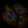 CD59 Primary Antibody MP30428 [M8D2B8]