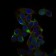 CD59 Primary Antibody MP30428 [M8D2B8]