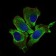 KEAP1 Primary Antibody MP30431 [M1F10B6]