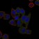 ABCB5 Primary Antibody MP30432 [M5H3C6]
