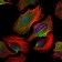 ACLY Primary Antibody MP30437 [M5F8D11]
