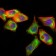 PSAP Primary Antibody MP30444 [M4D5F4]