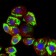SLC2A4 Primary Antibody MP30445A [M3G10A3]