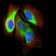 SLC2A4 Primary Antibody MP30445P [M3G10A3]