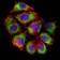 SLC2A4 Primary Antibody MP30445P [M3G10A3]