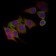 CHGA Primary Antibody MP30451A [M1A6B6]