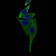 TRAFD1 Primary Antibody MP30460P [M8E6E7]