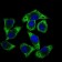 GUCY1A3 Primary Antibody  MP30467A [M3G6B2]